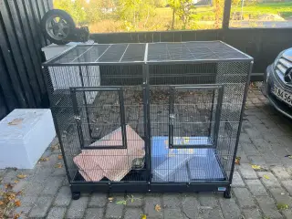 Savic gnaverbur Tasmania 120