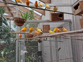 Kanariefugle sælges