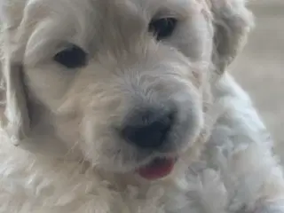 Doodle - Goldendoodle-hvalpe