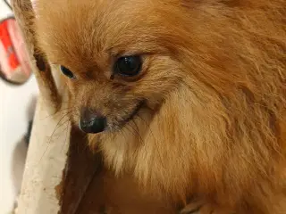 Pomeranian