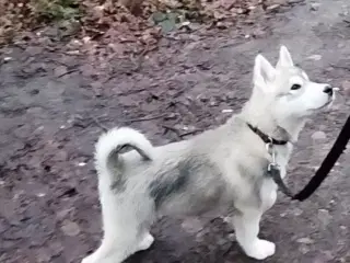 Husky hvalp