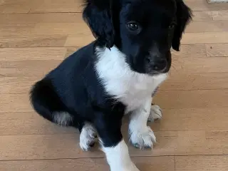Springer/Border hvalpe 