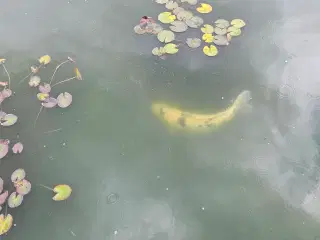 Koi karper fisk