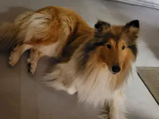 Colliehan søges til parring. 