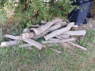 Brænde Ahorn Lagt i 3 måneder
