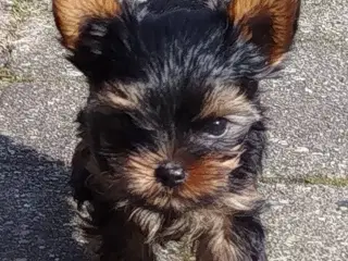 Yorkshire Terrier hvalpe