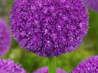 Allium / Prydløg “Ambassador” – Kæmpeprydløg.