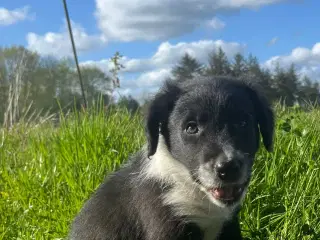Border Collie hvalpe