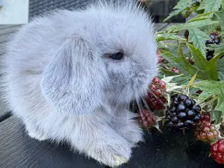 Lion lop