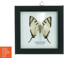 Indrammet sommerfugl (str. 12 x 12 cm)