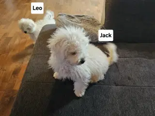 Bichon Frise