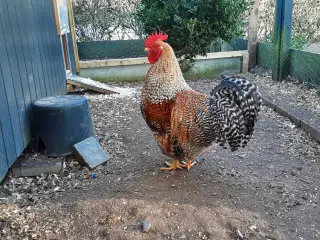 Bielefelder hane fra september  2025