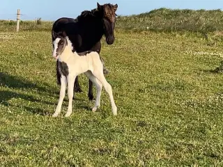 Hoppe ifolet med top hingsten Jósep frá Skarði