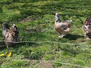 Porcelæn farvet Brahma 