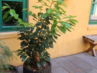 Plante