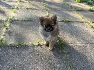 Pomeraien pige