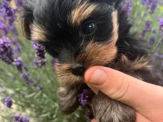 Yorkshire terrier 