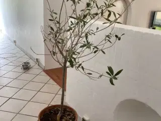 Oliventræ ca 150 cm