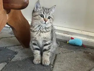 British Shorthair killinger søger kærlige hjem