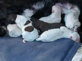 Lagotto blandings hvalpe