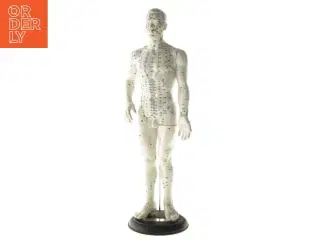 Akupunktur menneskemodel (str. 52 cm)