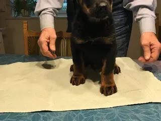 Rottweiler/schæfer hvalpe