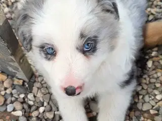 Border Collie hvalp stueopdræt 