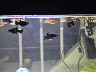 Poecilia sphenops / Molly mix