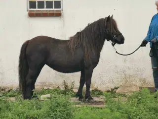 Shetlænder hoppe 