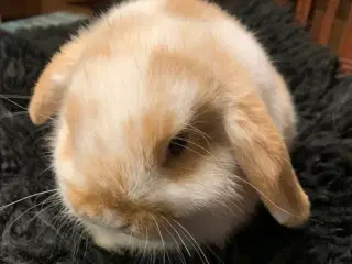 Mini lop han, neutraliseret.. inkl. alt i “udstyr”