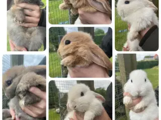 Mini lops 12 uger 