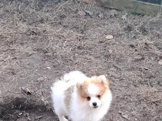 Pommeranian m stambog må flytte nu