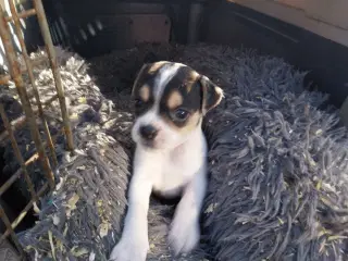 Dansk svensk gårdhund/mops