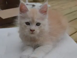 Maine coon killinger m Stamtavle