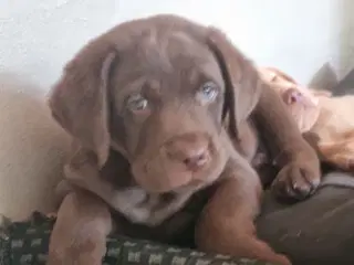 Labrador/labradoodle 