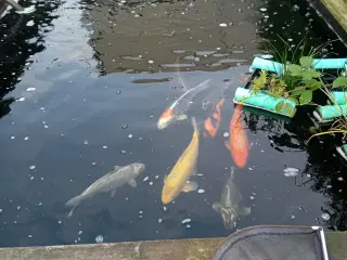 Havedam nedlægges fisk og udstyr sælges