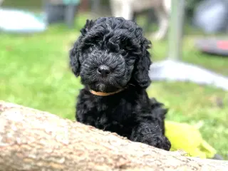 Sort Doodle Tæve (Goldendoodle)