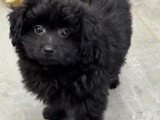 🐾 Skønne Pomapoo hvalpe søger deres forever homes