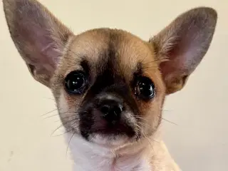 Chihuahua korthåret tæve hvalp - ingen afbetaling