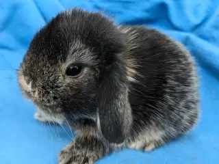 Minilop kaninunge sælges 