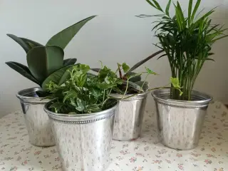 4 Planter med sølvfarvet potteskjulere