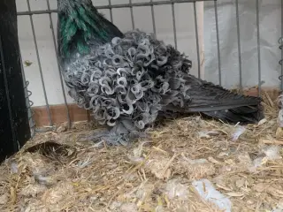  Friseret Blåskimmel 4.4