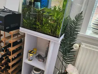 Akvarie med indhold