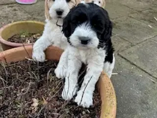 Labradoodle hvalpe primo 2025