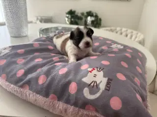 Malteser/coton blanding