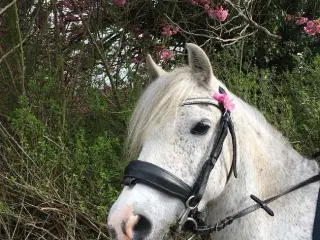 Welsh pony kat 3