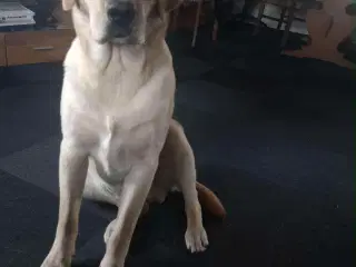 Ønsker du en hund i julegave