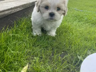 Shit tzu hvalp