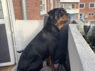 Rottweiler tæve
