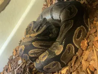 Konge Python med terrarie 